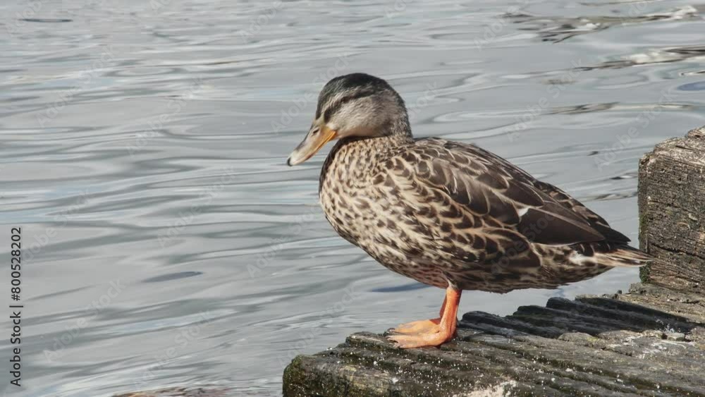 female mallard preens feathers on a wooden ladder against the background of the sea, side view, close-up female mallard preens feathers on a wooden ladder against the background of the sea, side view, close-up