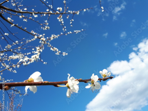 cvijet višnje photo