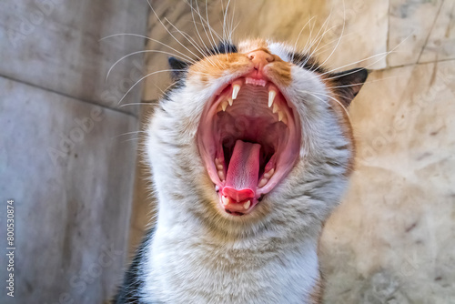 Colorful cat with open big mouth yawning. Close up