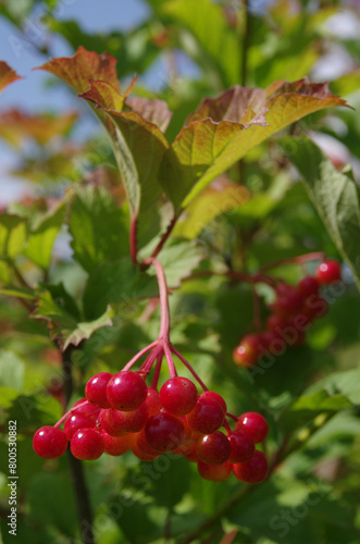 Selective focus on red berries. Defocused background. Viburnum berries close up.