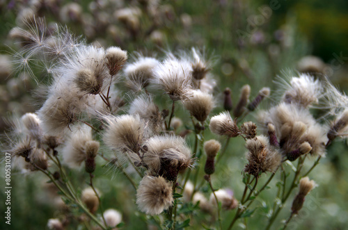 Cirsium arvense is a species of perennial plants of the thistle family of the...