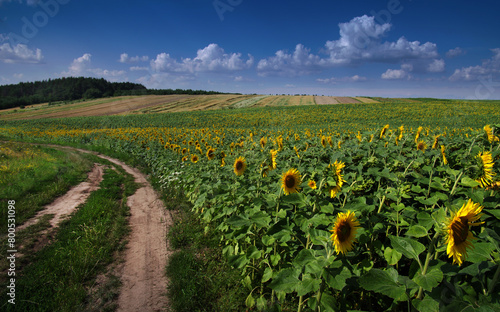 field with sunflowers at summertime near dirt road  forest and fields at horizon