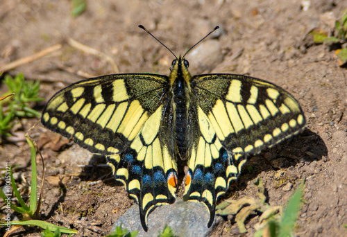Close-up of a Swallowtail butterfly - Papilio machaon sitting on the ground