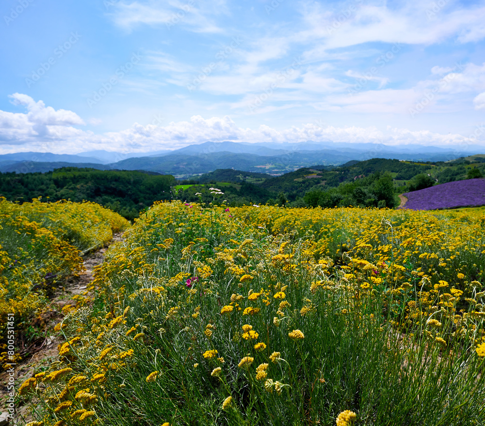Vibrant yellow field of helichrysum (Helichrysum italicum) and purple field of blooming lavender on the hills of Sale San Giovanni village, Langhe, Piedmont, Italy Vibrant yellow field of helichrysum (Helichrysum italicum) and purple field of blooming lavender on the hills of Sale San Giovanni village, Langhe, Piedmont, Italy