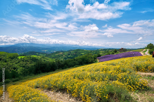 Vibrant yellow field of helichrysum (Helichrysum italicum) and purple field of blooming lavender on the hills of Sale San Giovanni village, Langhe, Piedmont, Italy