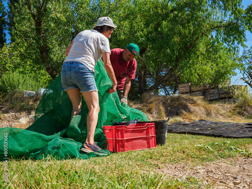 Man and woman harvesting almonds in a net during the harvest season in Catalonia, Spain.