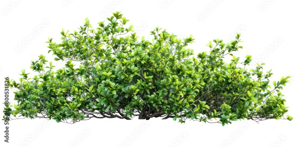 branched green park low bush isolated with a white background branched green park low bush isolated with a white background