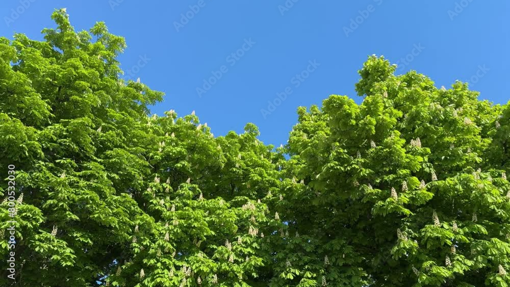 Green foliage chestnut trees against blue sky. Green foliage chestnut trees against blue sky.