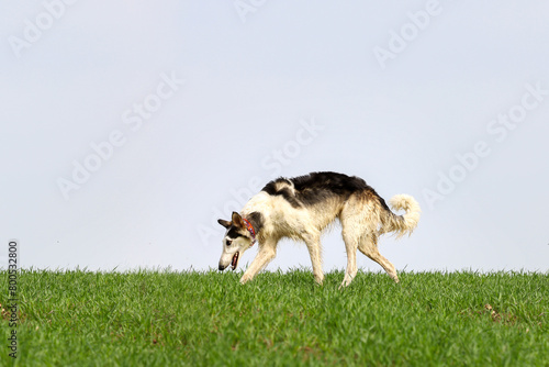 Russian greyhound, black and white, runs on a field with green grass.