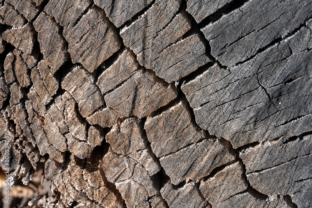 Textures with wood bark Macro Textures with wood bark Macro