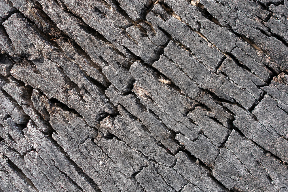 Fototapeta premium Textures with wood bark Macro
