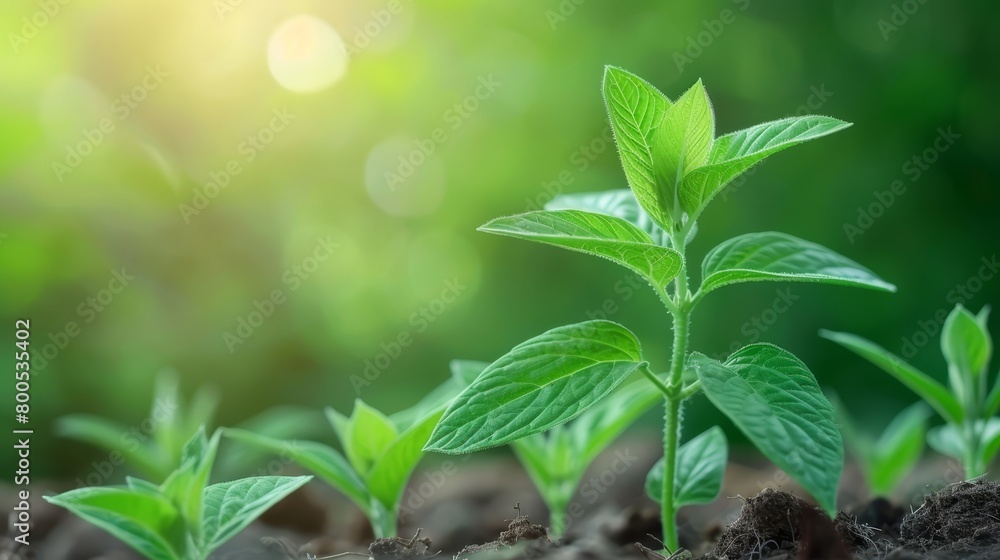 A close-up of a plant emerging from the ground, surrounded by tree trunks with sunlight filtering through their leaves in the background A close-up of a plant emerging from the ground, surrounded by tree trunks with sunlight filtering through their leaves in the background