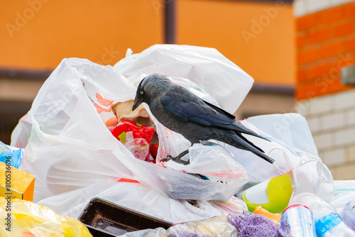A crow digs through unsorted discarded garbage in search of food. bird as a source of diseases and viruses