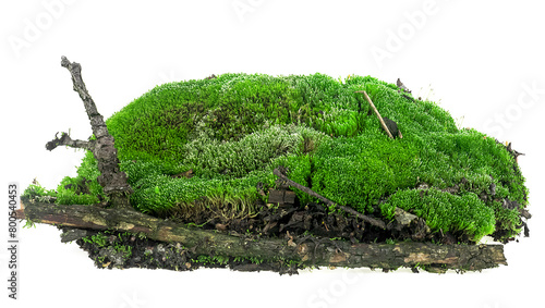 Green mossy hill with rotten branch isolated on a white background. Green moss on soil. © domnitsky