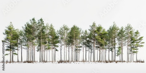 tall tree line isolated on a white background