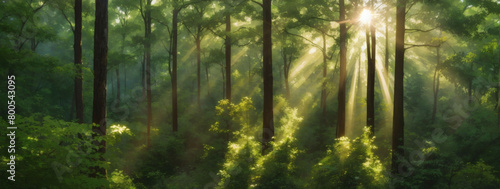 High-angle shot capturing the sun's rays streaming through the verdant canopy of a forest. photo