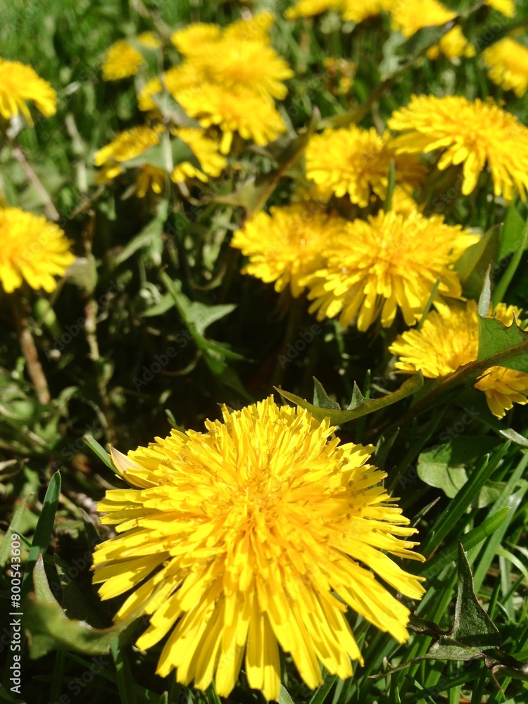 Fototapeta premium yellow dandelion flower