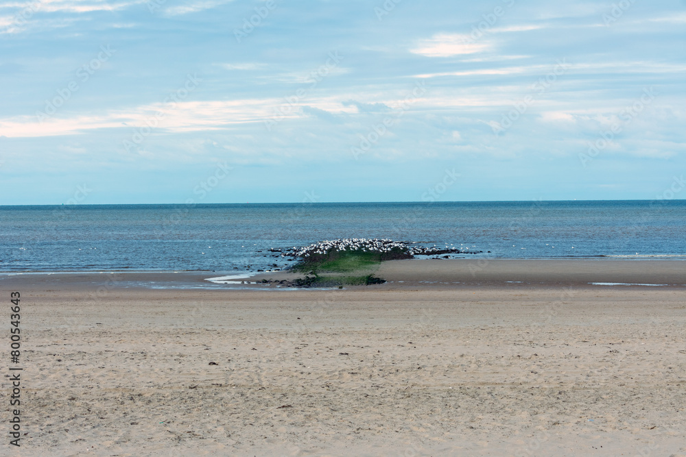 Möwenkolonie auf einem Wellenbrecher am Nordseestrand von Möwenkolonie auf einem Wellenbrecher am Nordseestrand von