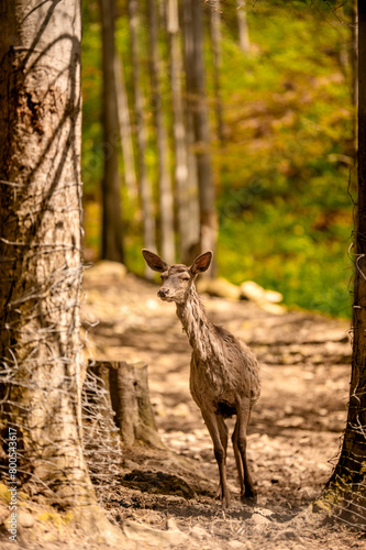 Fototapeta Naklejka Na Ścianę i Meble -  Jeleń 