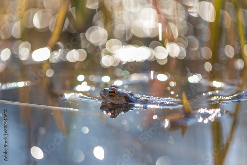 The green toad lies on the surface of the pond among the reeds. Nice bokeh photo
