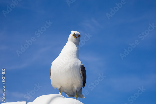 Seagull - Larus marinus flies through the air with outstretched wings. Blue sky. The harbor in the background. photo