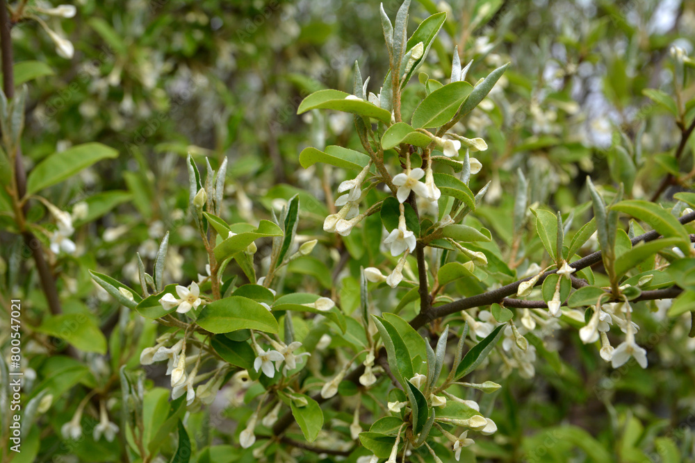 Flowering cherry elaeagnus shrub (Elaeagnus multiflora) Flowering cherry elaeagnus shrub (Elaeagnus multiflora)
