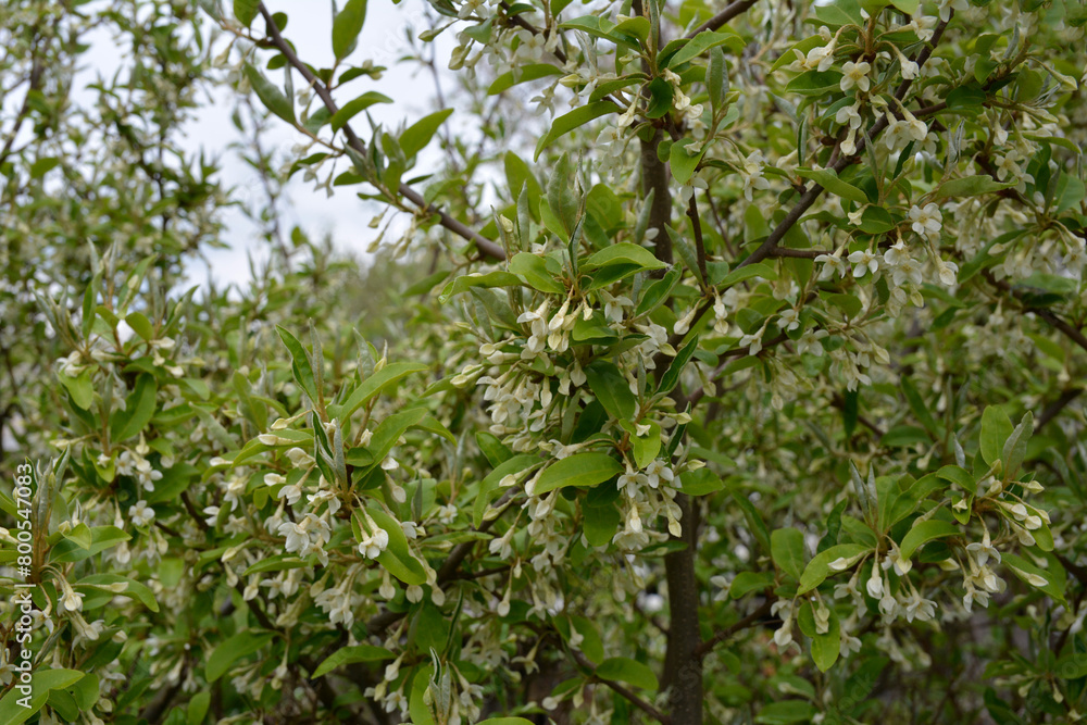Flowering cherry elaeagnus shrub (Elaeagnus multiflora) Flowering cherry elaeagnus shrub (Elaeagnus multiflora)
