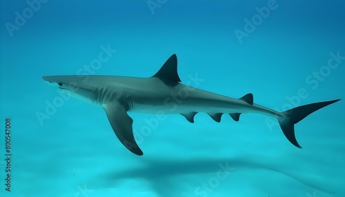A Hammerhead Shark Swimming In A Spiral Pattern Upscaled 6 © Adiela