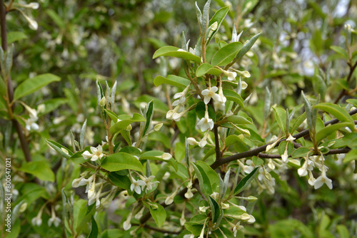 Flowering cherry elaeagnus shrub  Elaeagnus multiflora 
