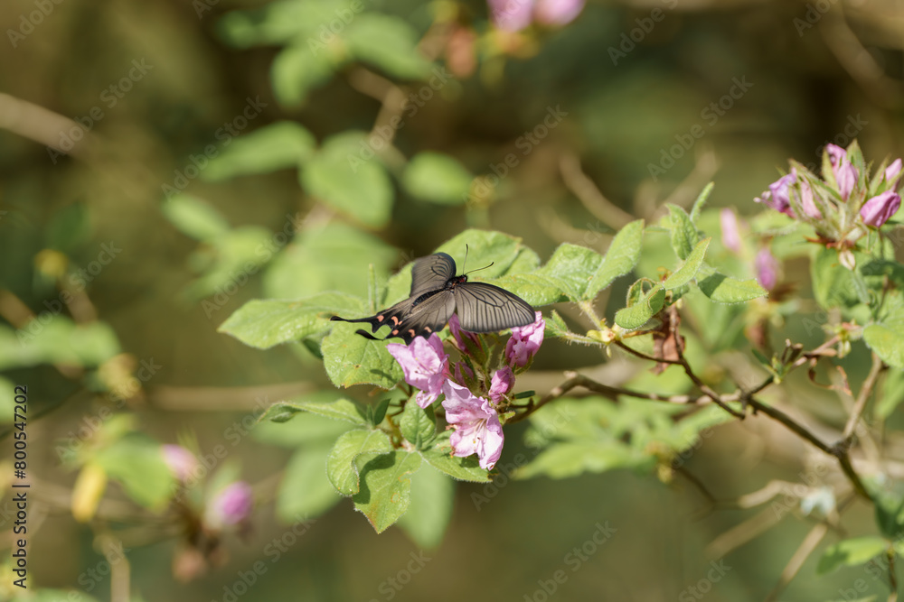 花の蜜を吸うアゲハ蝶