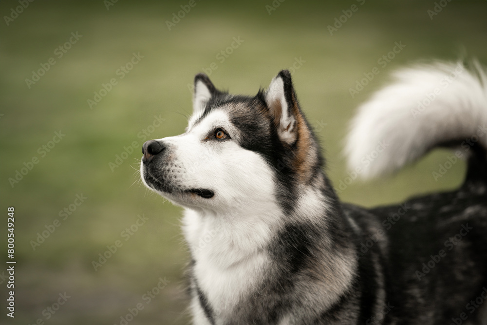 Alaskan Malamute dog breed detail of head in nature background Alaskan Malamute dog breed detail of head in nature background