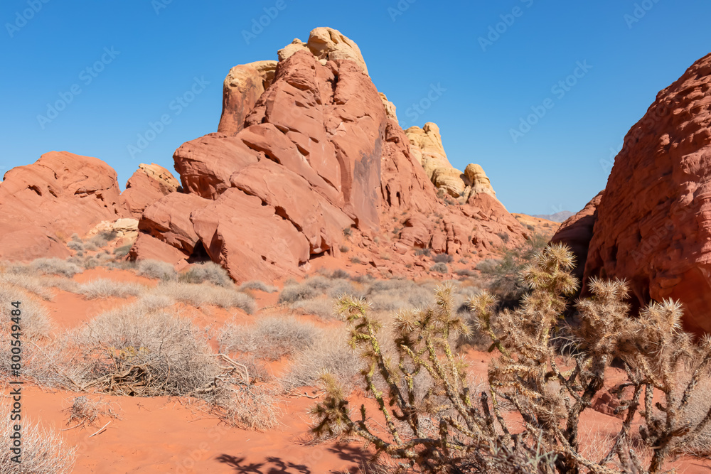 Fototapeta premium Close up view of Yoshua tree in Petroglyph Canyon along Mouse Tank hiking trail in Valley of Fire State Park in Mojave desert, Nevada, USA. Red Aztek sandstone rock formations in hot arid temperatures