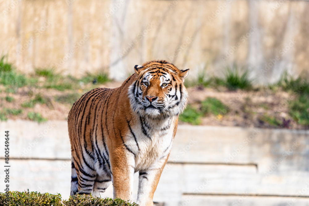 Fototapeta premium photographs of a tiger in the wild looking distracted and vigilant at the same time
