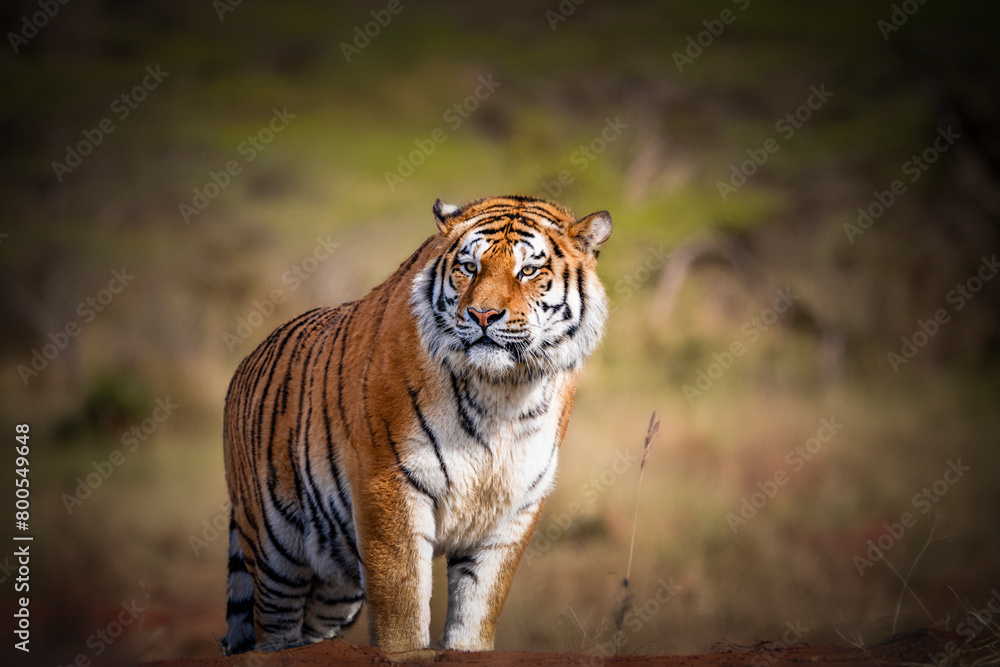 Obraz premium photographs of a tiger in the wild looking distracted and vigilant at the same time