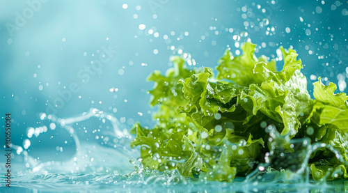 Fresh bunch of romaine lettuce floating in water. A concept of vegetarian lifestyle and vegetarian diet