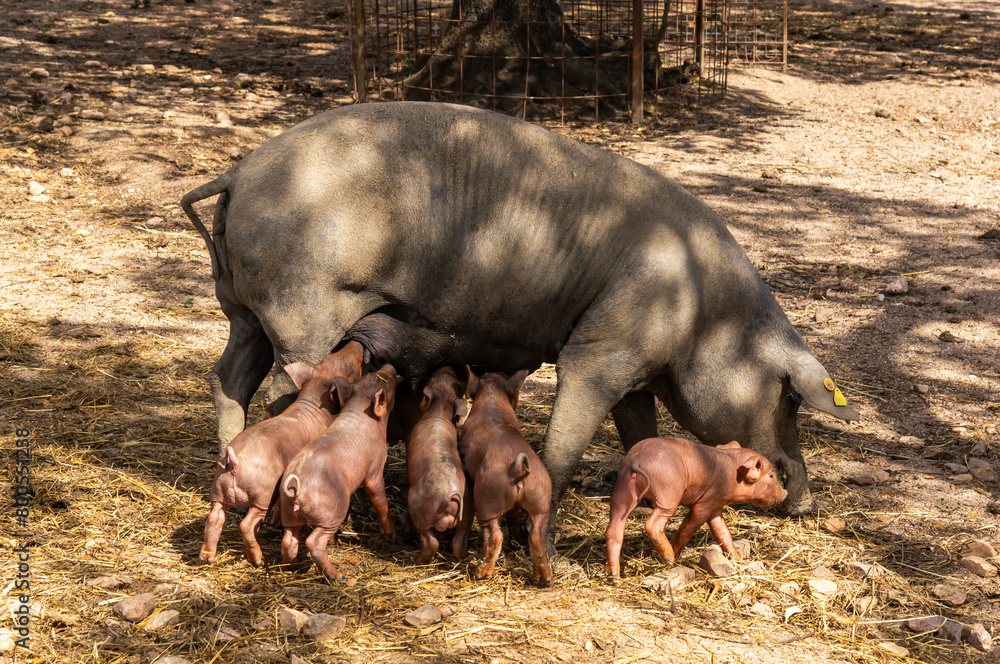 Spanish Iberian Motherhood: Sow with Suckling Piglets. Spanish Iberian Motherhood: Sow with Suckling Piglets.
