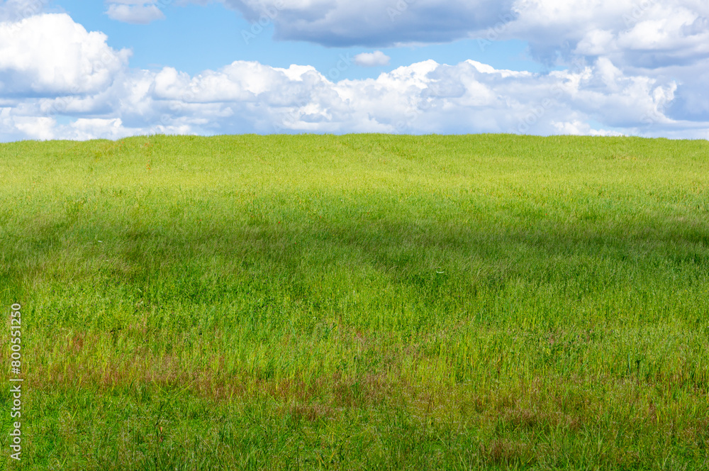 Fototapeta premium Background of a Hill: Hill with Spring Green Grass, Crowned by a Characterful Sky, Blue with White Clouds.