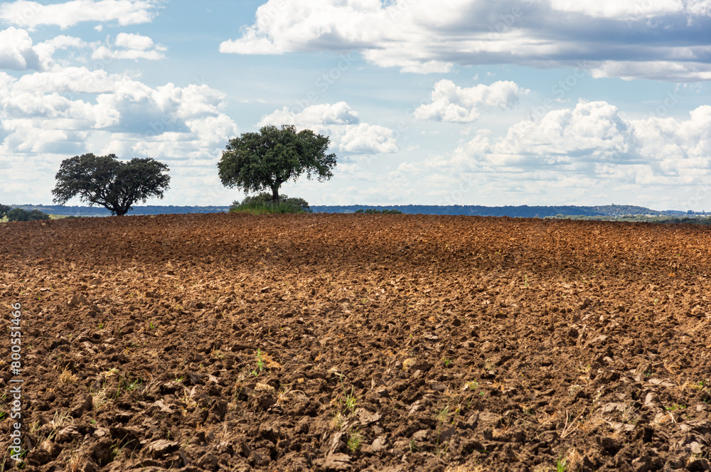 Obraz premium Plowed Field under a Sky of White Clouds.