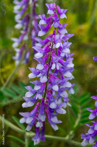 Flowers in the Vicia Villosa Family  Macro Nature.