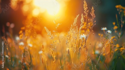 Close up view of yellow flowers and warm meadow with sunset background