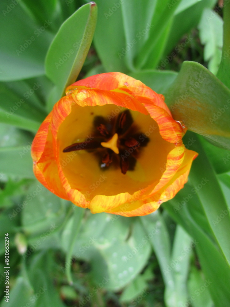 red yellow tulip