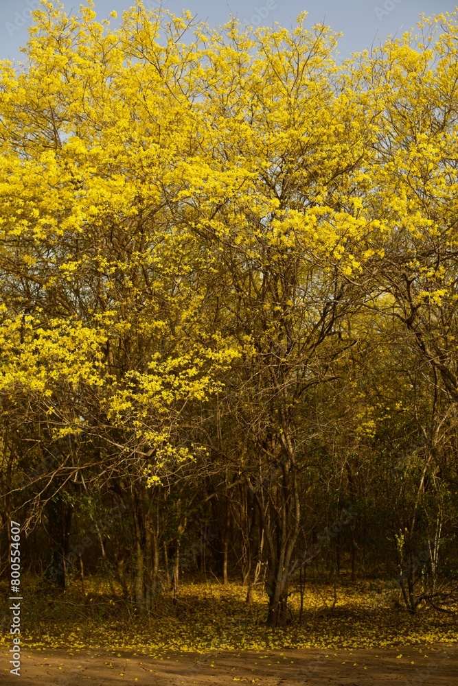 forest with yellow flowering trees and dirt roads