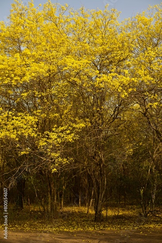 forest with yellow flowering trees and dirt roads