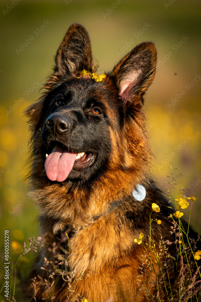 German shepherd dog