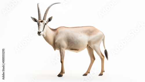 Oryx or gemsbok isolated on white background.