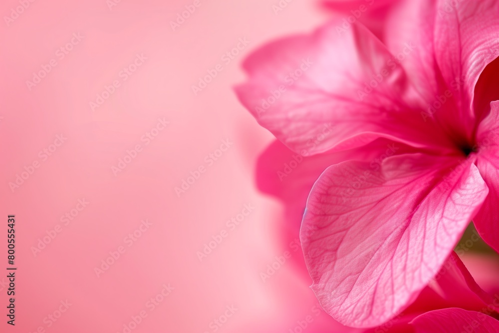 Pink flowers on a clear pink background, empty space Pink flowers on a clear pink background, empty space