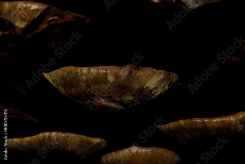 Pine cone