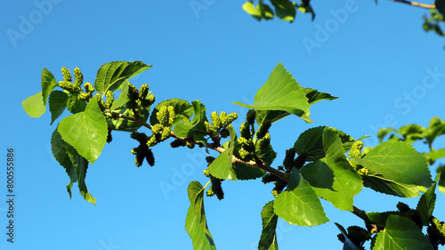 Fresh mulberry branch with green foliage and green berries on a blue sky