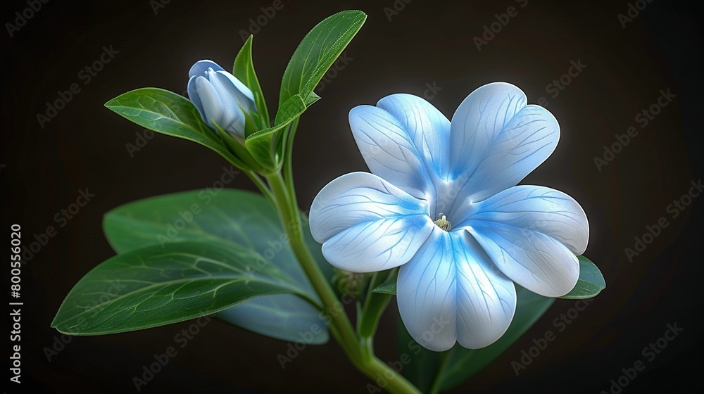 Fototapeta premium A blue flower on a stem with green leaves against a black backdrop