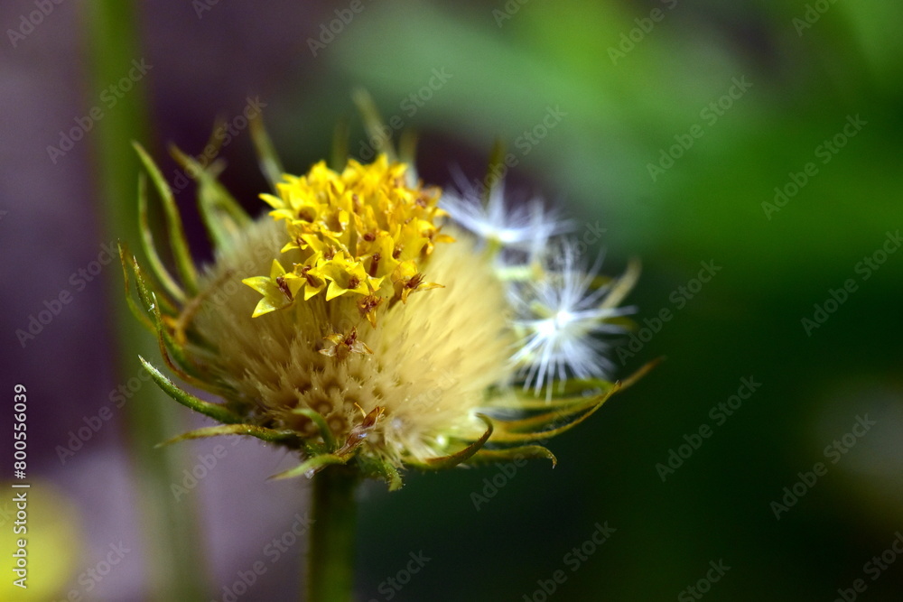 Samen an einer welkenden Gemswurz-Blüte Samen an einer welkenden Gemswurz-Blüte